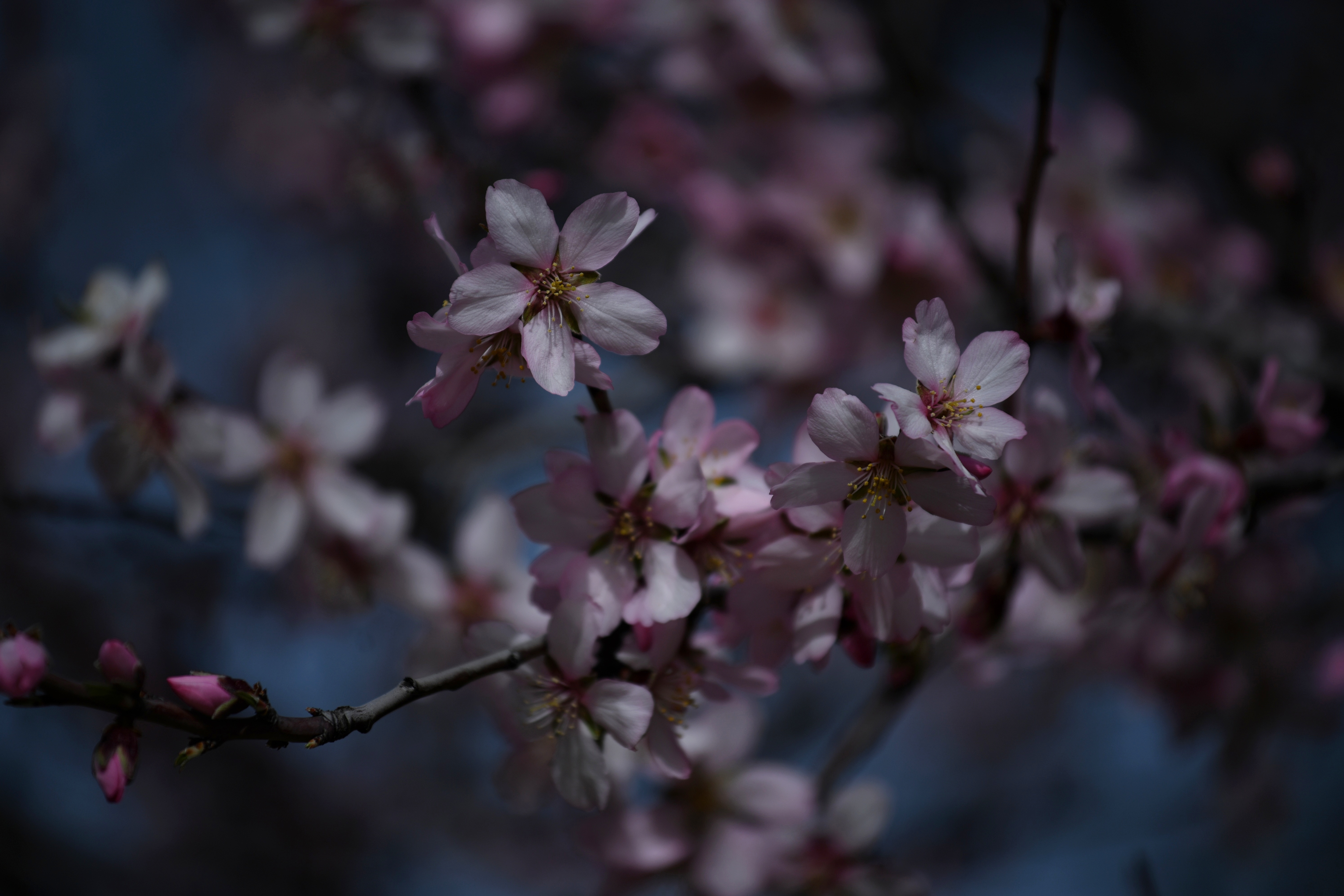 Almendro en flor. EP