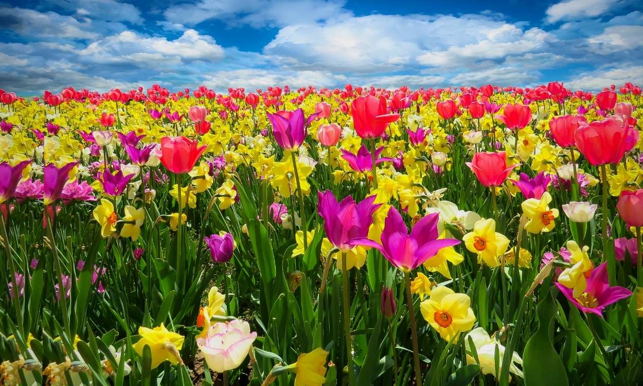¿Cuándo empieza la primavera en España? Fecha y hora en 2023