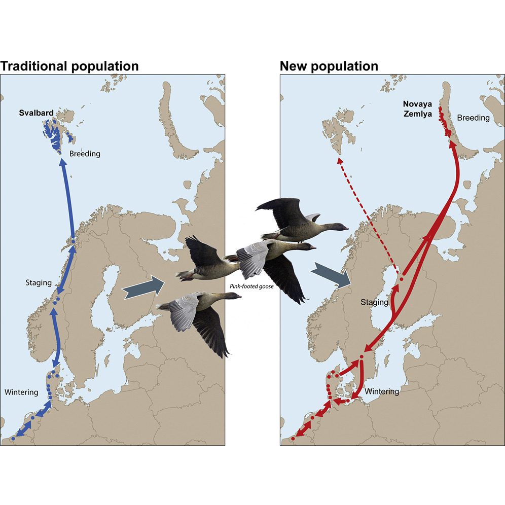 Los gansos del Ártico cambian su ruta por el cambio climático