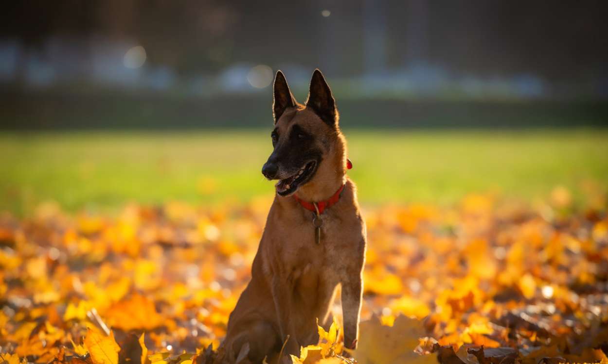 Malinois Belga en el campo. Twitter de National Geographic