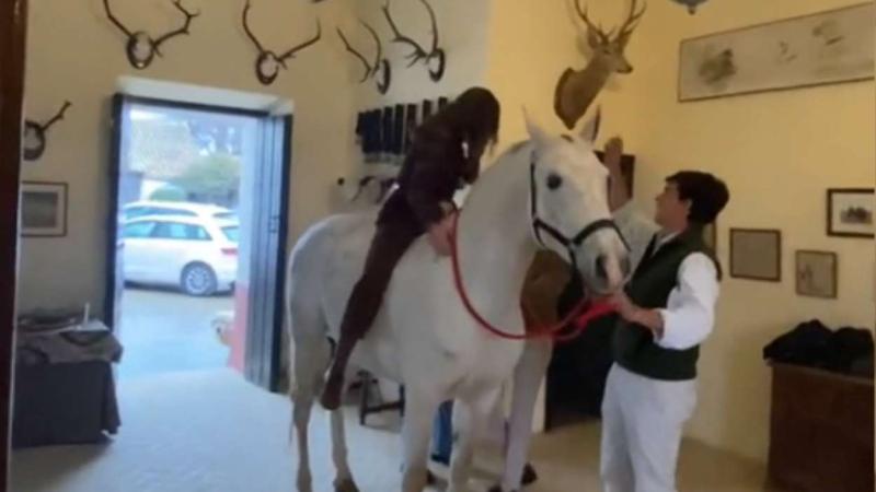 Caballo blanco en un salón. TikTok