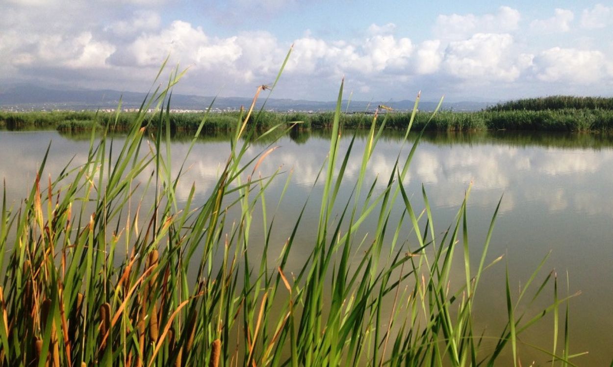 Los Humedales del Delta del Ebro, declarados reserva natural de fauna salvaje. Agbar