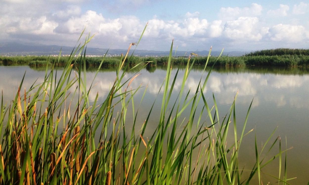 Los Humedales del Delta del Ebro, declarados reserva natural de fauna salvaje. Agbar Los Humedales del Delta del Ebro, declarados reserva natural de fauna salvaje. Agbar