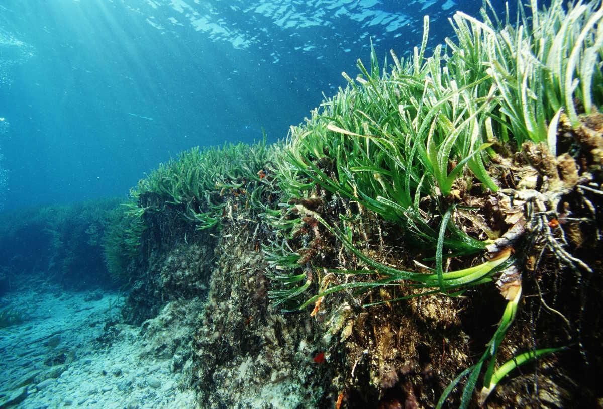 Las praderas de posidonia de Ibiza y Formentera son Patrimonio de la Humanidad (Foto: AETIB)