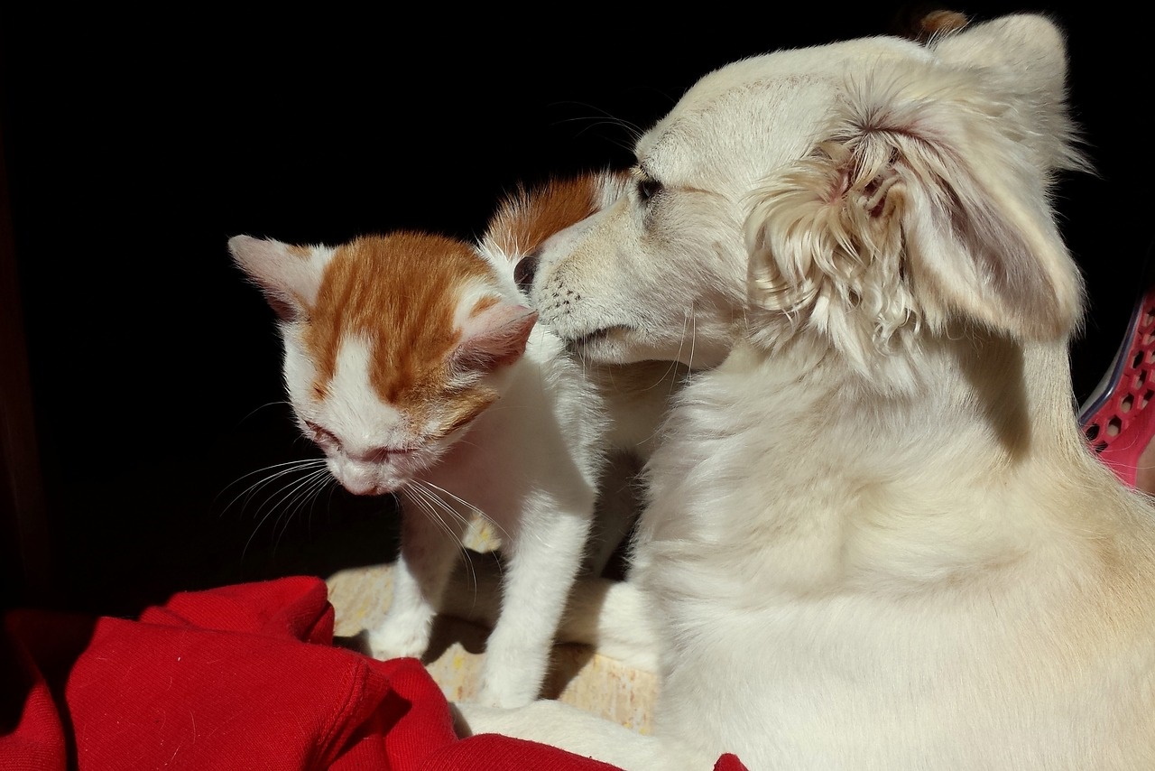 Mantener un hogar limpio cuando hay mascotas no es tarea fácil