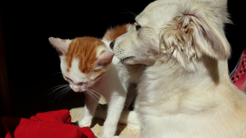 Seis claves para mantener tu casa limpia si tienes mascotas