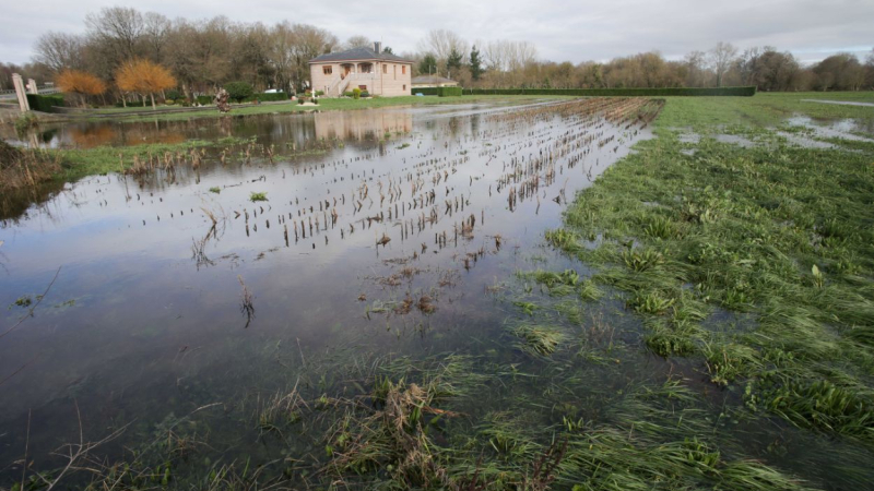 Vegetación afectada por el desbordamiento del río Miño, consecuencia de las lluvias torrenciales. EP