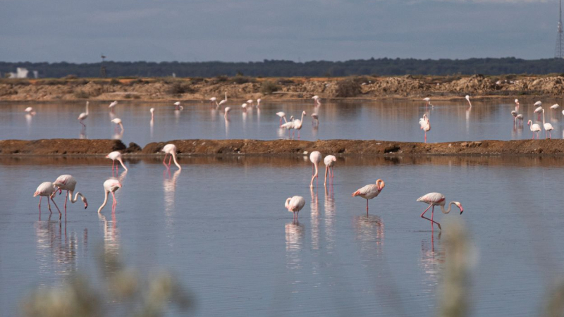 Las marismas en España están en riesgo de perder su biodiversidad debido al aumento del nivel del mar. EP