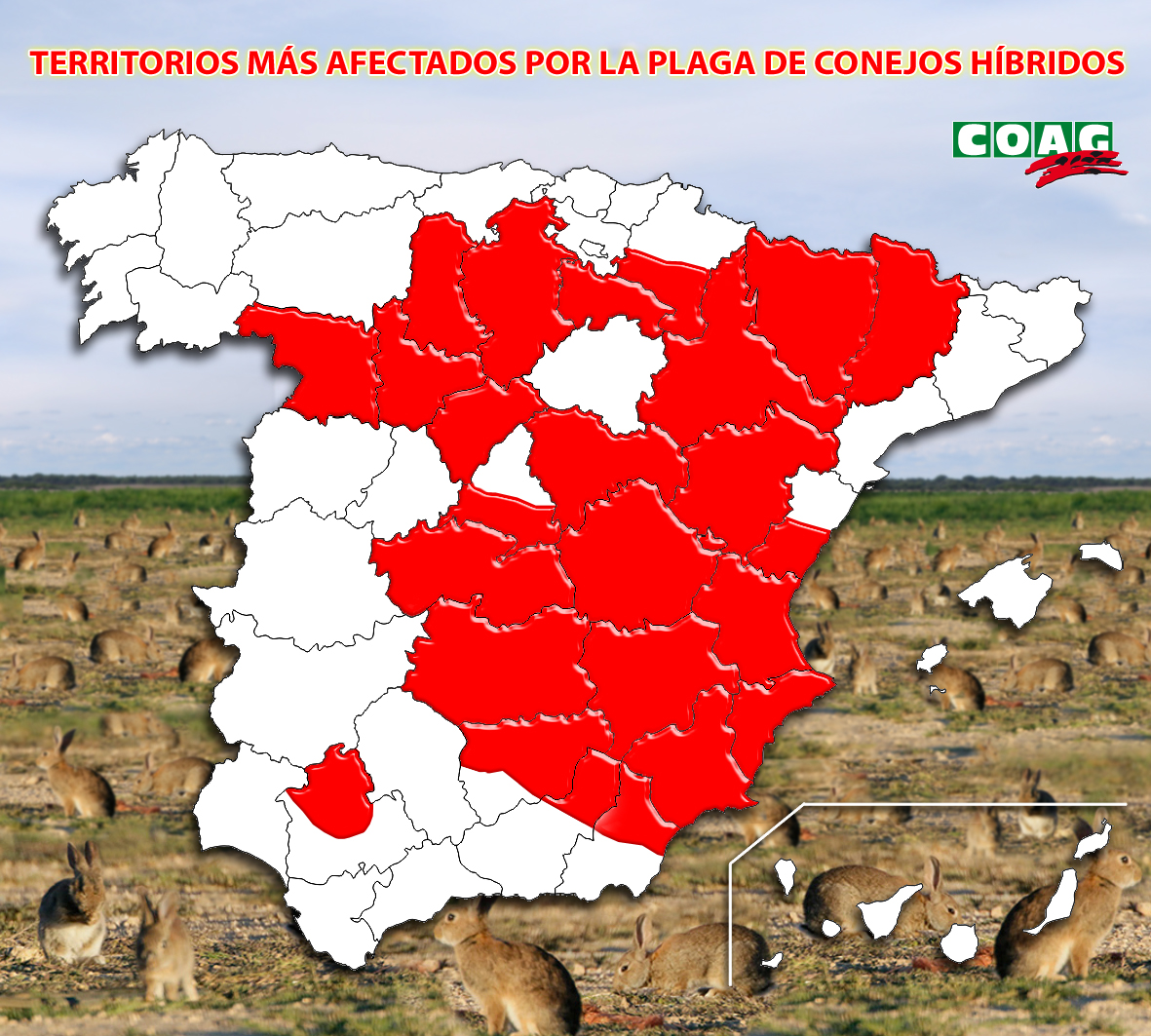 Territorios más afectados por la plaga de conejos híbridos. COAG