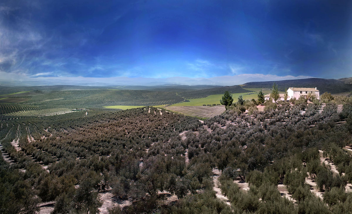 Más de 66 millones de olivos conforman un paisaje único en el mundo que sólo se puede contemplar en esta provincia andaluza cuyas costumbres, historia, arquitectura, patrimonio y forma de vida está marcada por la milenaria cultura del olivar y del aceite de oliva.