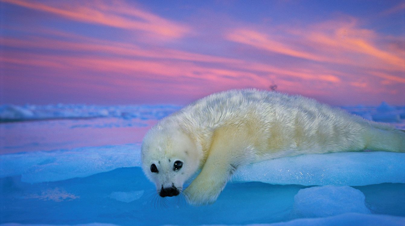 Una foca de Groenlandia de pelaje blanco descansa sobre el hielo bajo el cielo crepuscular. Golfo de San Lorenzo, Canadá. © Brian J. Skerry  National Geographic