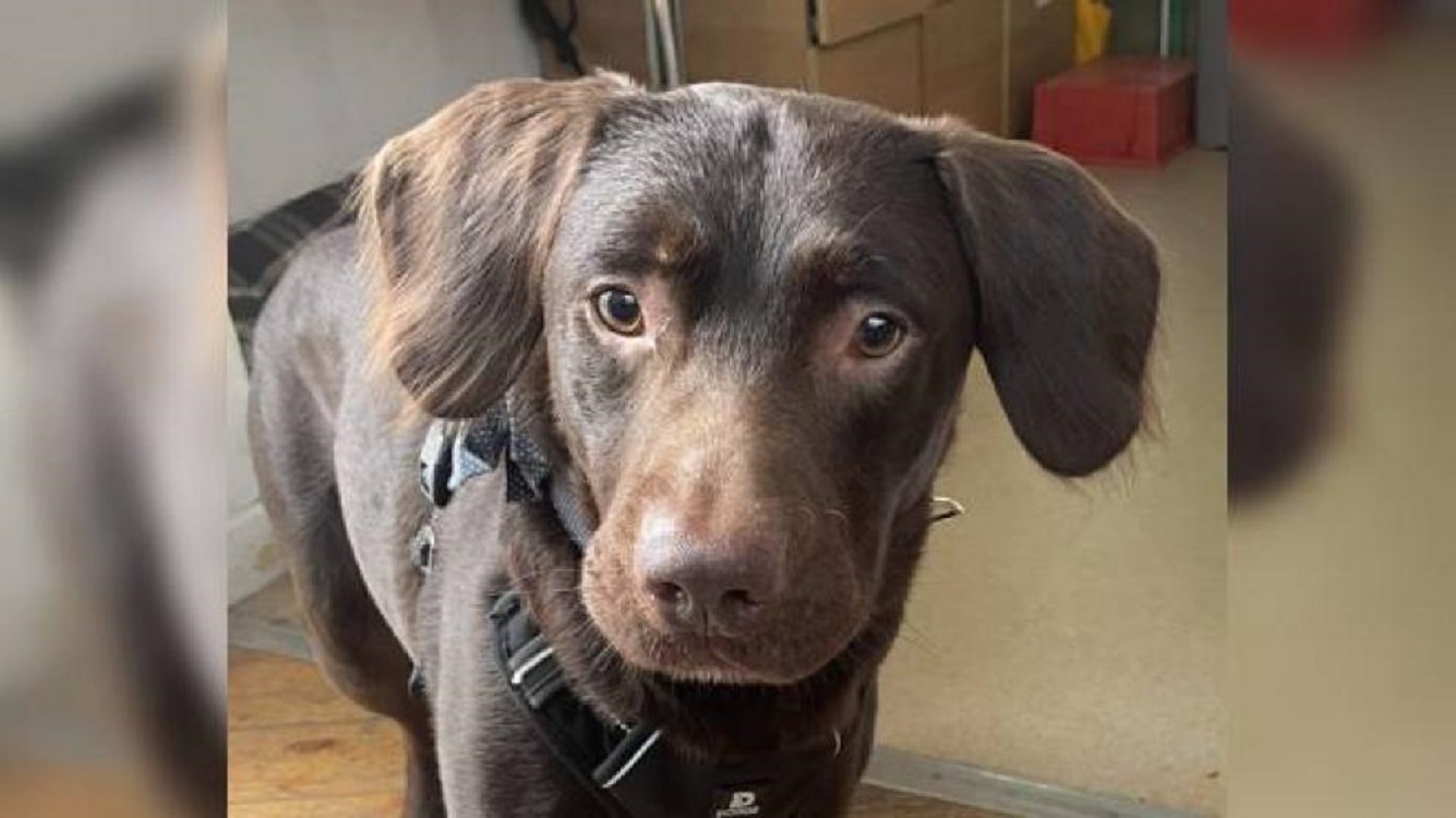 Rescatan en un estado precario a Coco, el primer perro adicto al alcohol. Facebook.