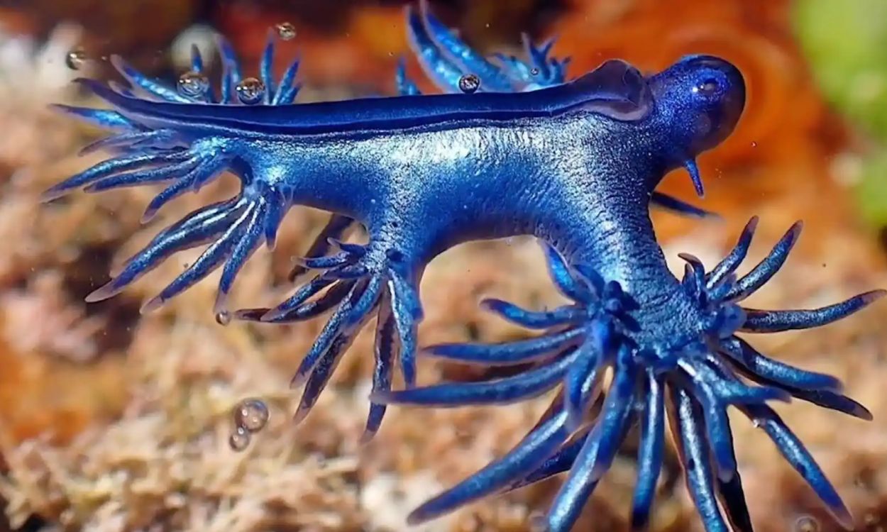 El dragón azul, visto en Alicante y Canarias. EP.