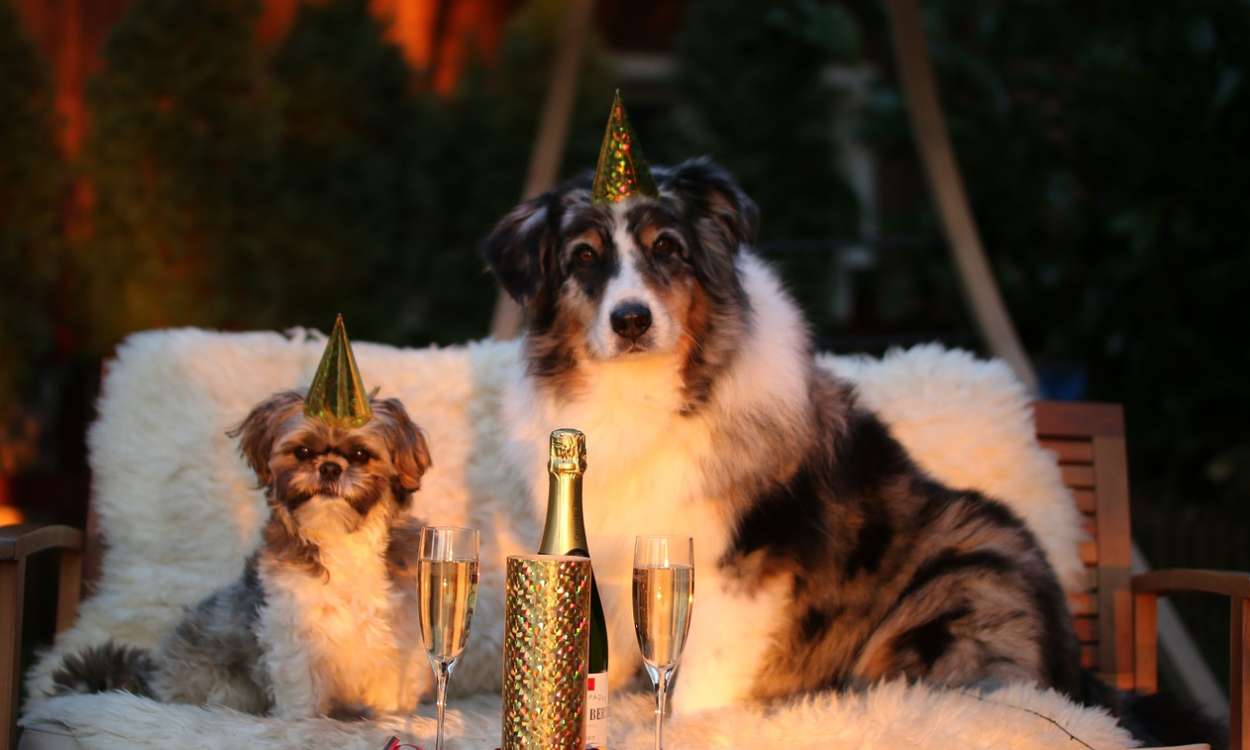 Dos perros celebrando un cumpleaños con botellas de champán y gorros de fiesta 