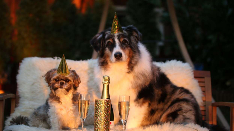 Dos perros celebrando un cumpleaños con botellas de champán y gorros de fiesta 