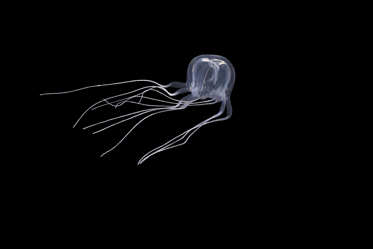 La nueva especie de medusa Tripedalia maipoensis ©HKBU