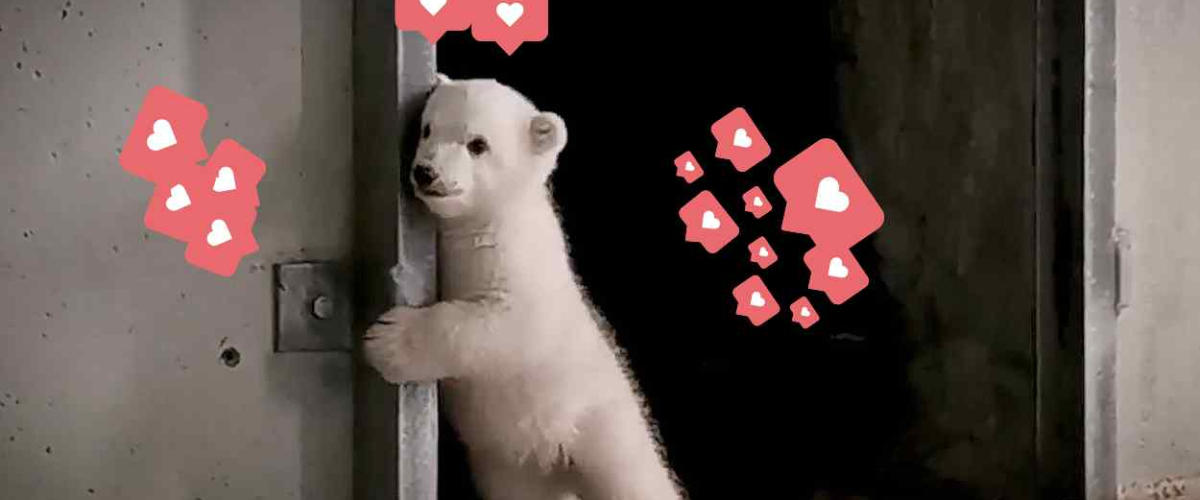 El bebé de oso polar que ha revolucionado las redes