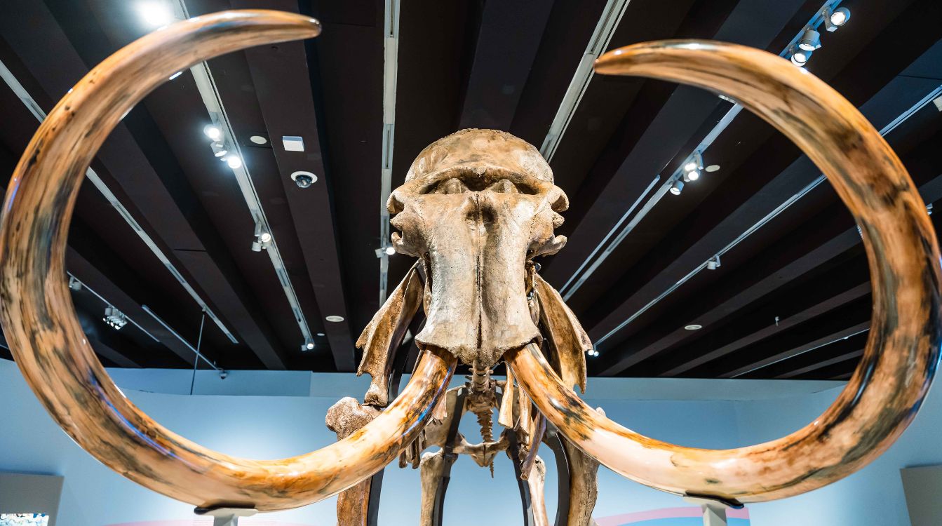 Vista frontal del cráneo del fósil del mamut lanudo de la exposición. © Fundación ”la Caixa”