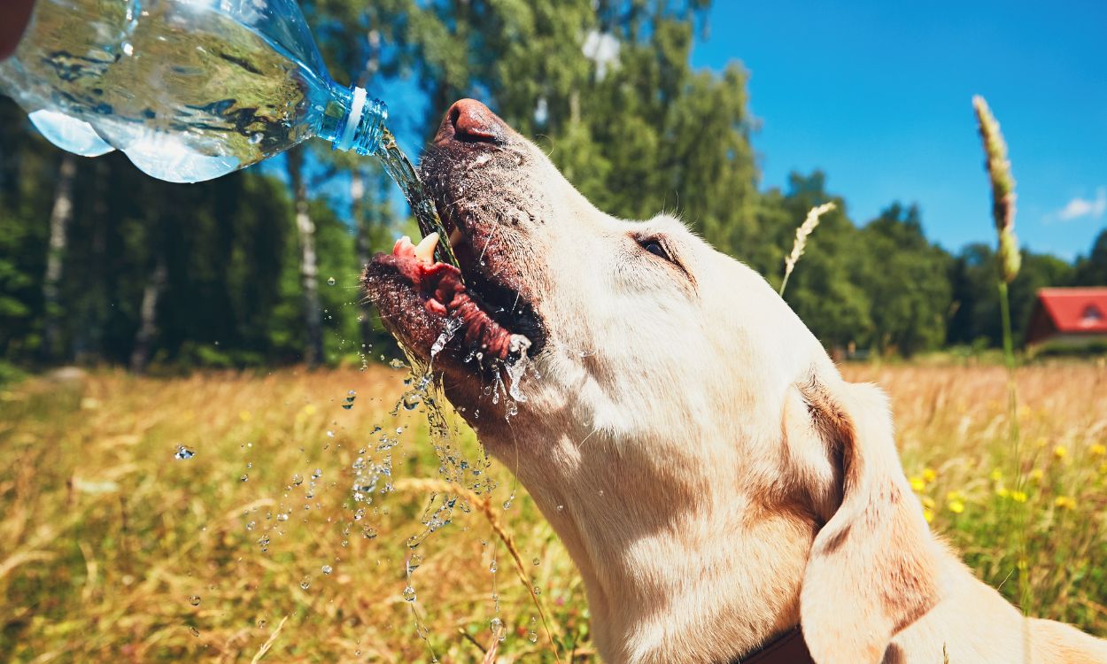Un perro bebe agua tras un paseo por el campo en un día de calor. Canva