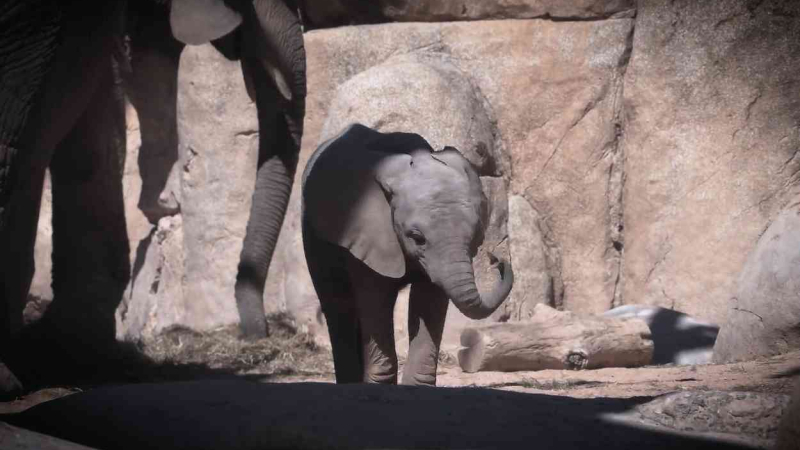 Makena, la cría de elefanta que triunfa en Bioparc València Makena, la cría de elefanta que triunfa en Bioparc València