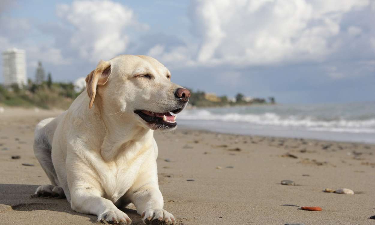 Perro tomando el sol en la playa. Pixabay 