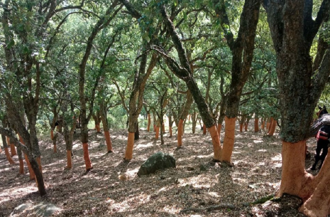 Alcornocales. Fotografía cedida por la Asociación Forestal de Andalucía. Amigos de los Alcornocales