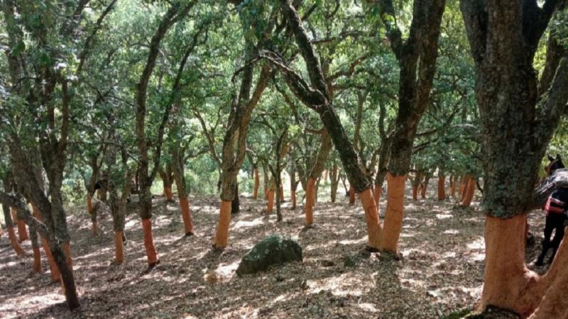 Alcornocales. Fotografía cedida por la Asociación Forestal de Andalucía. Amigos de los Alcornocales