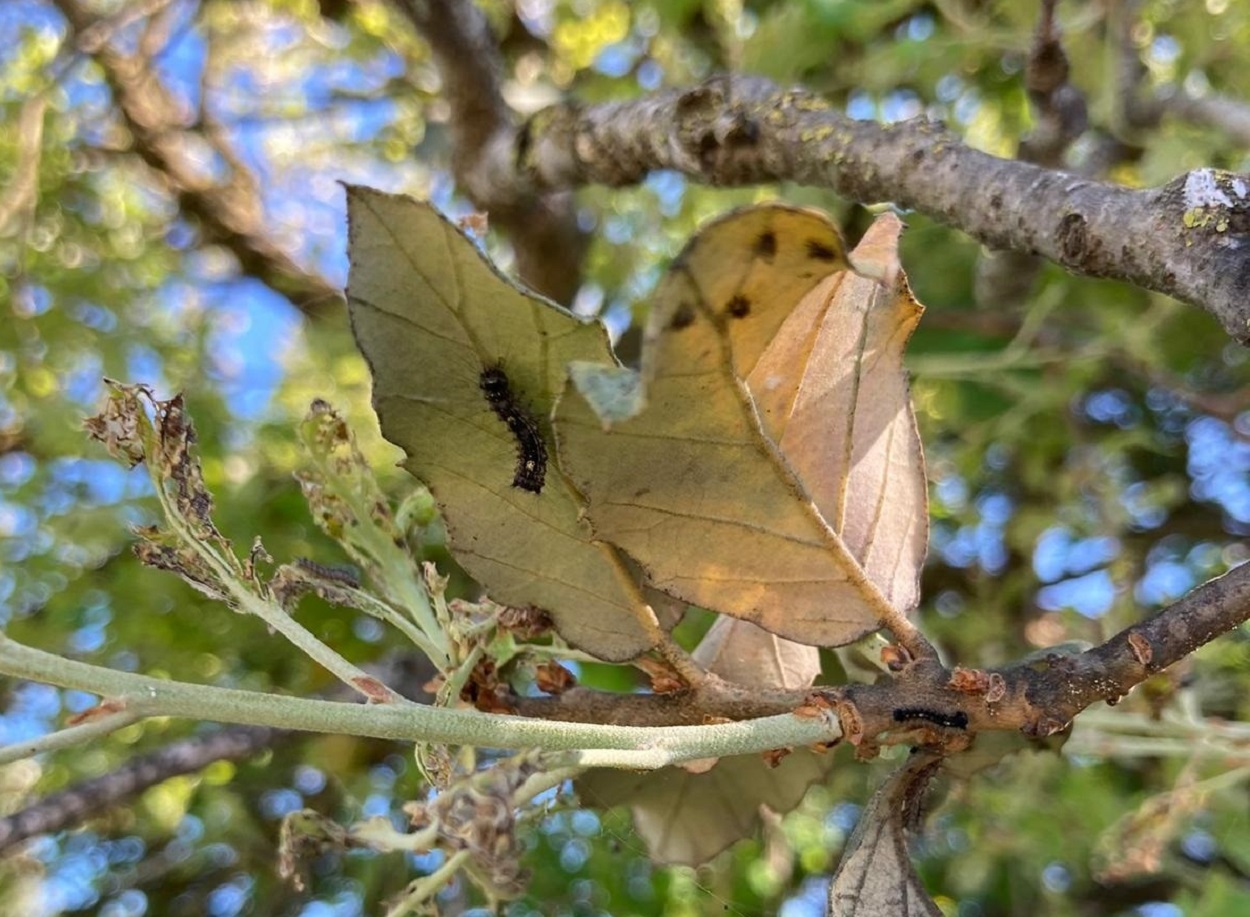 Detalle del insecto conocido como 'lagarta peluda' (Lymantria dispar). Junta de Andalucía.