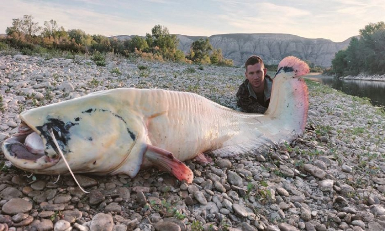 Pescan un siluro gigante en el Ebro. El Heraldo de Aragón