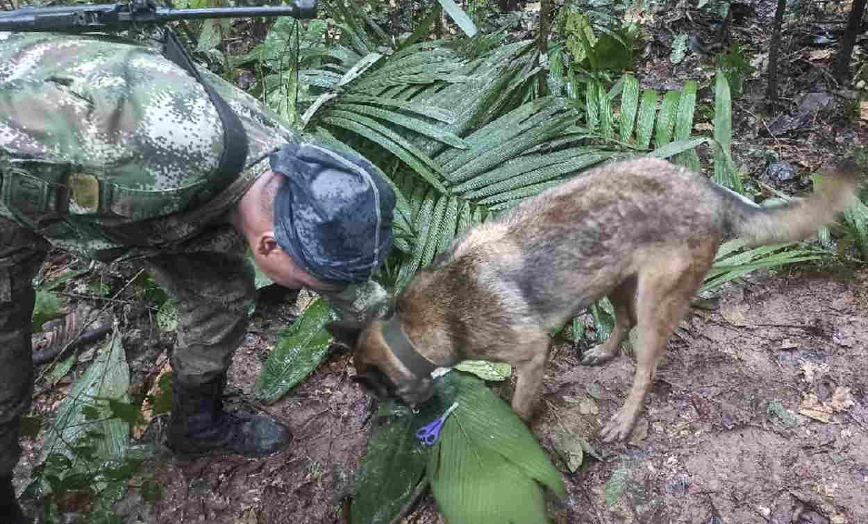 Labores de búsqueda de los menores desaparecidos en una zona lluviosa y espesa de la selva colombiana. Fuerzas Militares de Colombia