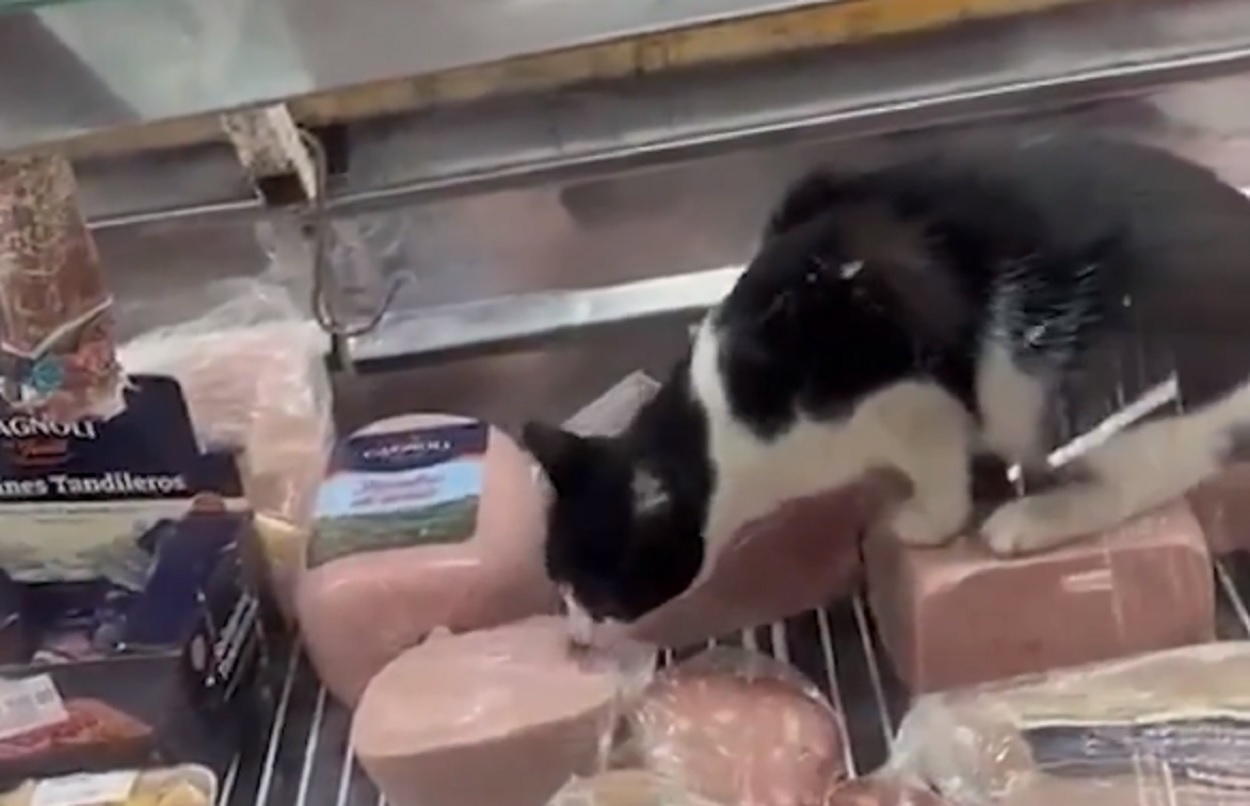 Sanidad cierra una charcutería tras un vídeo de un gato comiendo en el expositor. Instagram