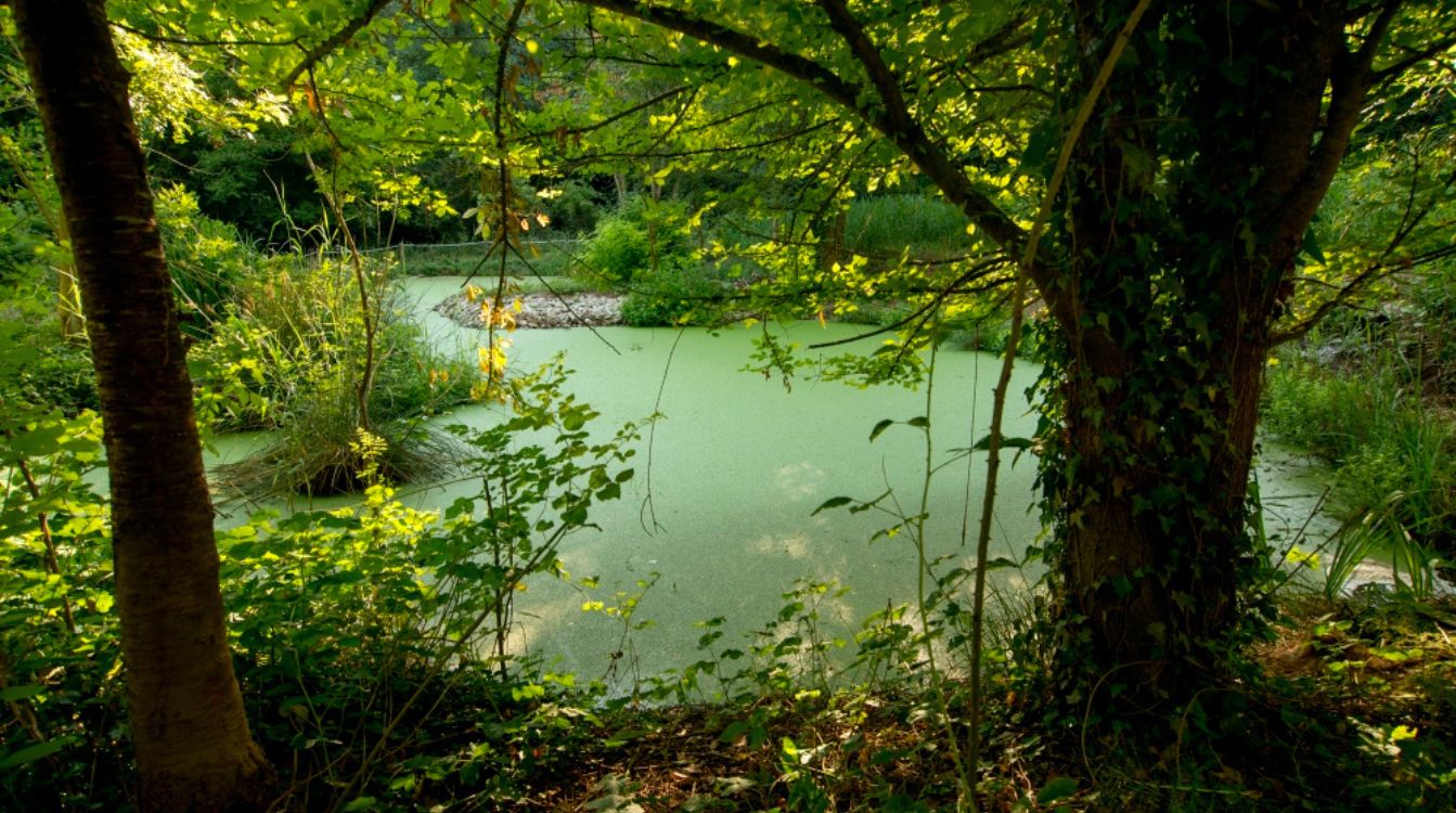 Humedales artificiales de depuración de Begudà, en el parque natural de la Garrotxa (Girona)