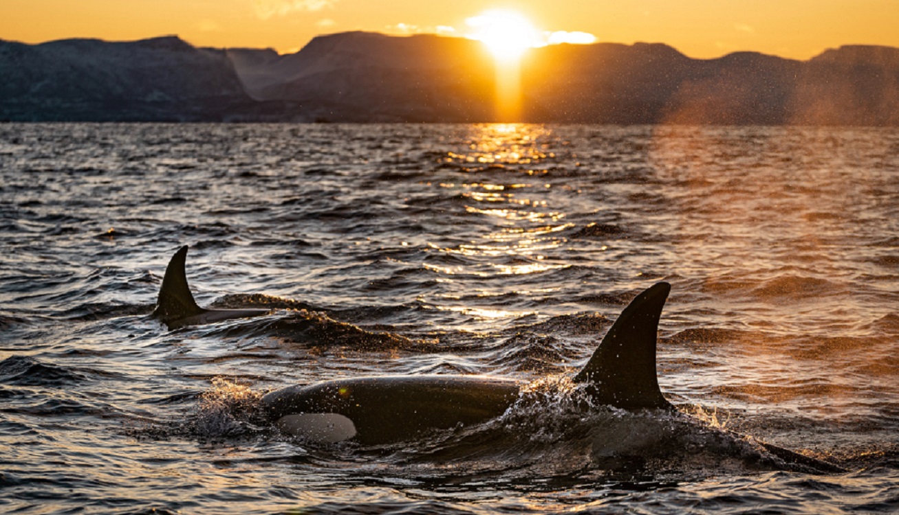 Imagen de un grupo de ballenas. Bart