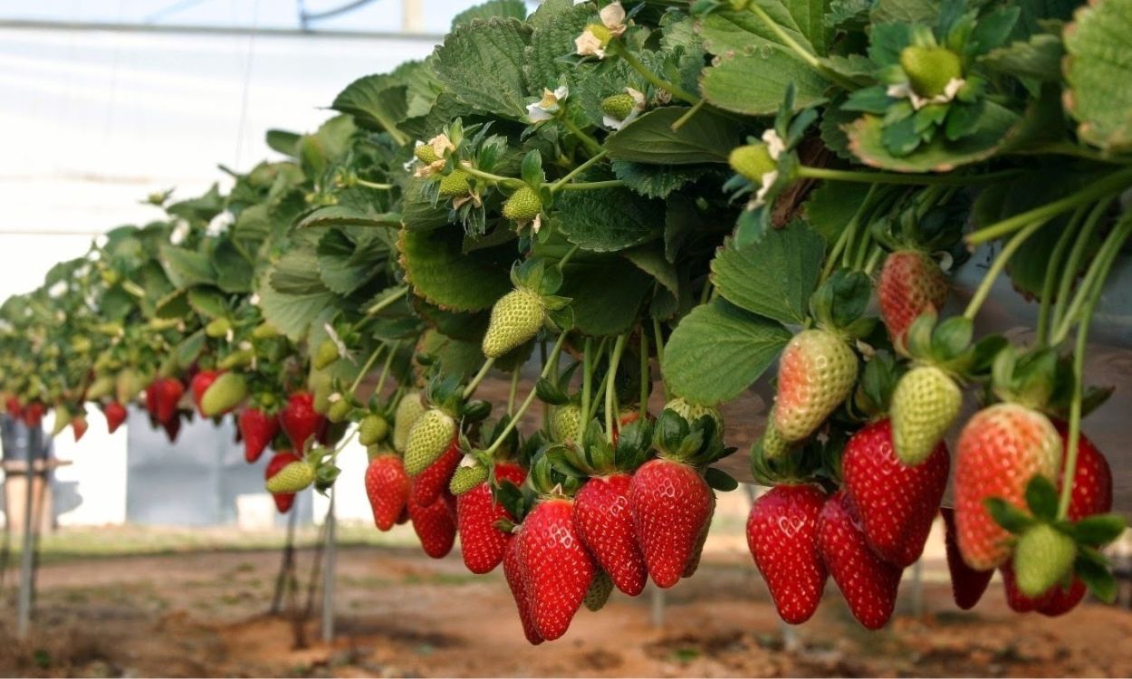Cultivo de fresas en un invernadero de Huelva. EP.
