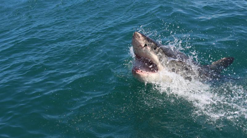 Muere un joven por un tiburón tratando de cumplir un reto 