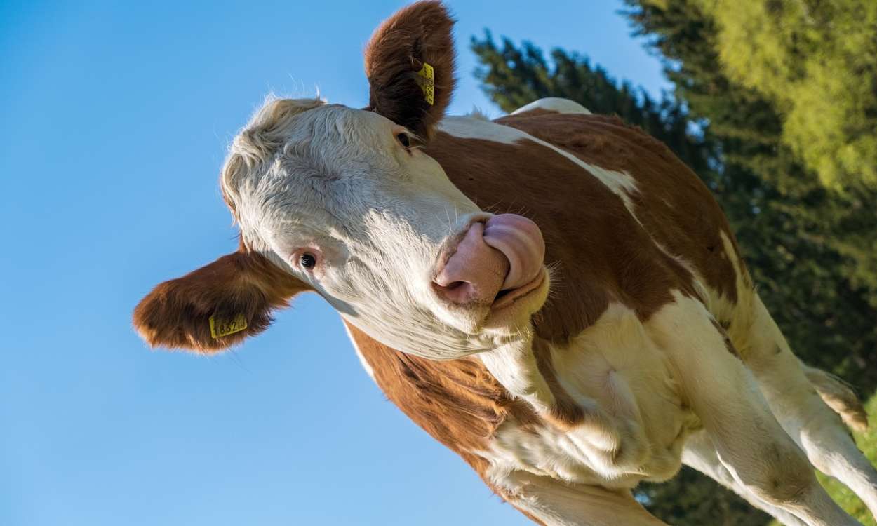 Se busca  ‘tiktoker’ de vacas para trabajar un fin de semana por 2000 euros