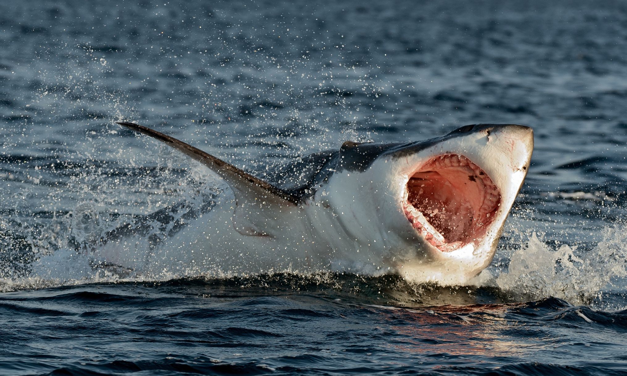 Muere un joven devorado por un tiburón cuando se bañaba cerca de un resort 