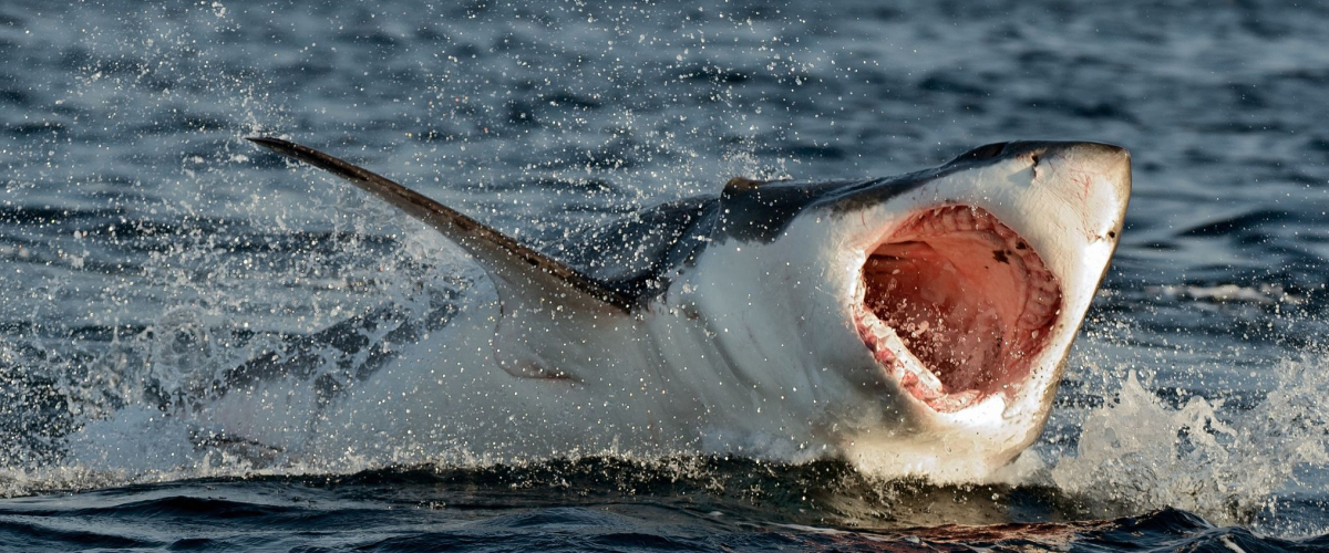 Una joven fallece en Australia tras el ataque de un tiburón de tres metros Una joven fallece en Australia tras el ataque de un tiburón de tres metros