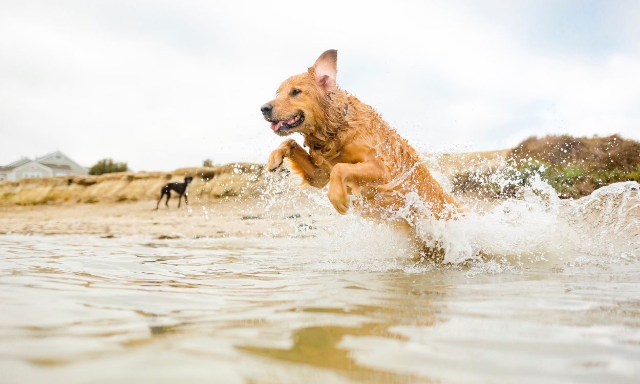 Estas son las mejores playas para ir con perros en España