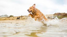 Estas son las mejores playas para ir con perros en España