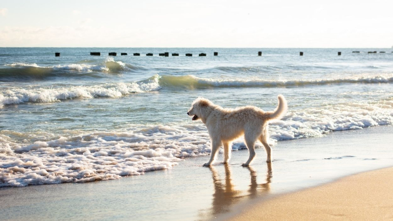 Estas son las mejores playas para ir con perros en Cataluña
