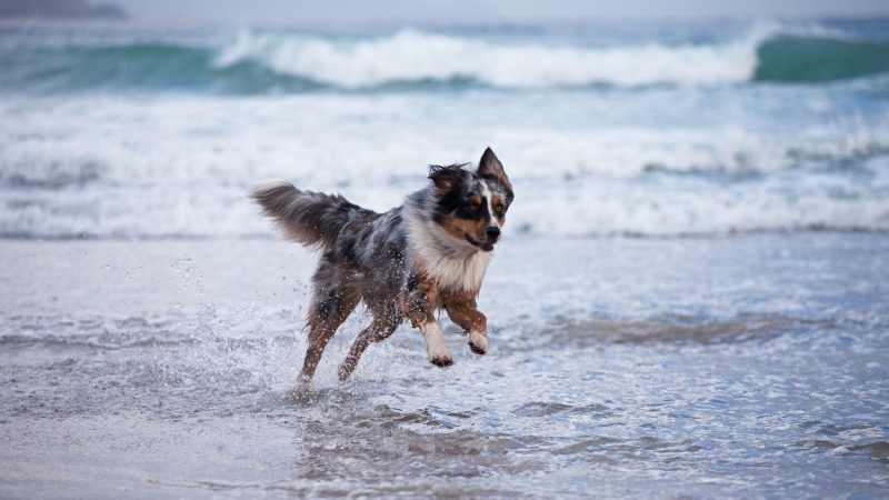 Las mejores playas para ir con perros en Cantabria
