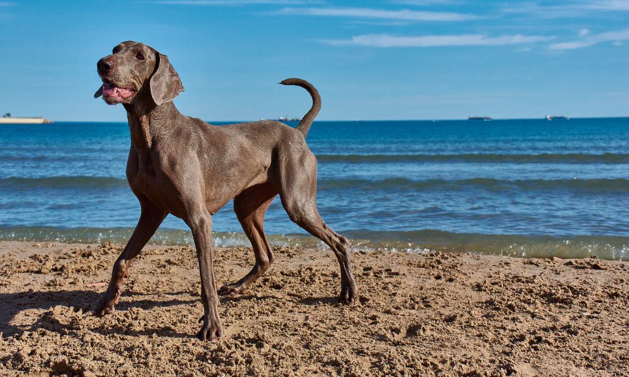 Renfe permite viajar con perros de hasta 40 kilos