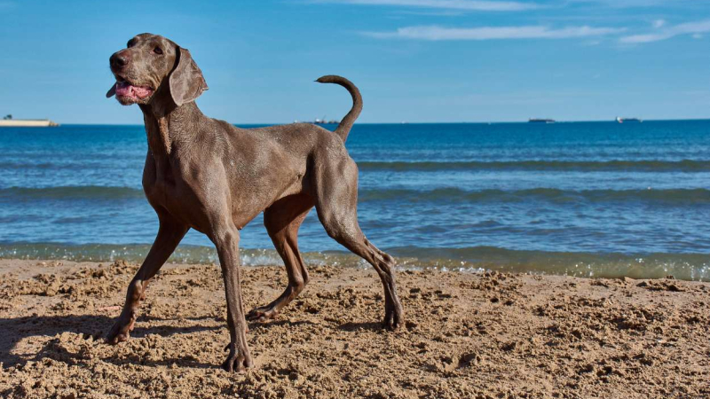 Las mejores playas para ir con perros