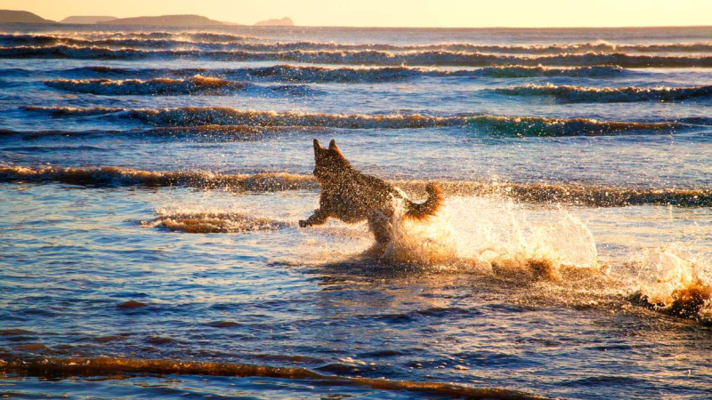 Estas son mejores playas para ir con perro en Galicia