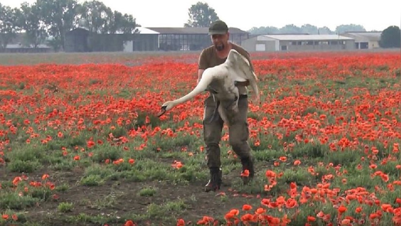 Un agricultor con un cisne en un campo de amapolas. Twitter