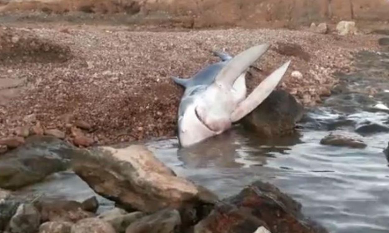 El tiburón fallecido de Orihuela.