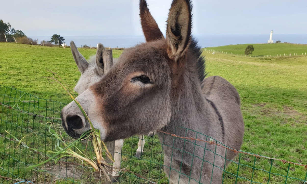 Imagen de un burro, en Córdoba. EP