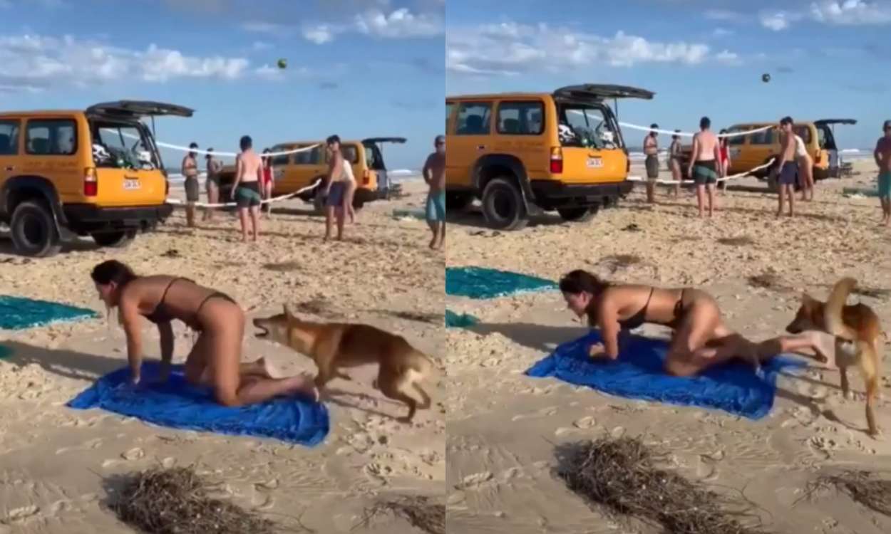 Sacrifican al dingo que atacó en el glúteo a una turista francesa en Australia . YouTube