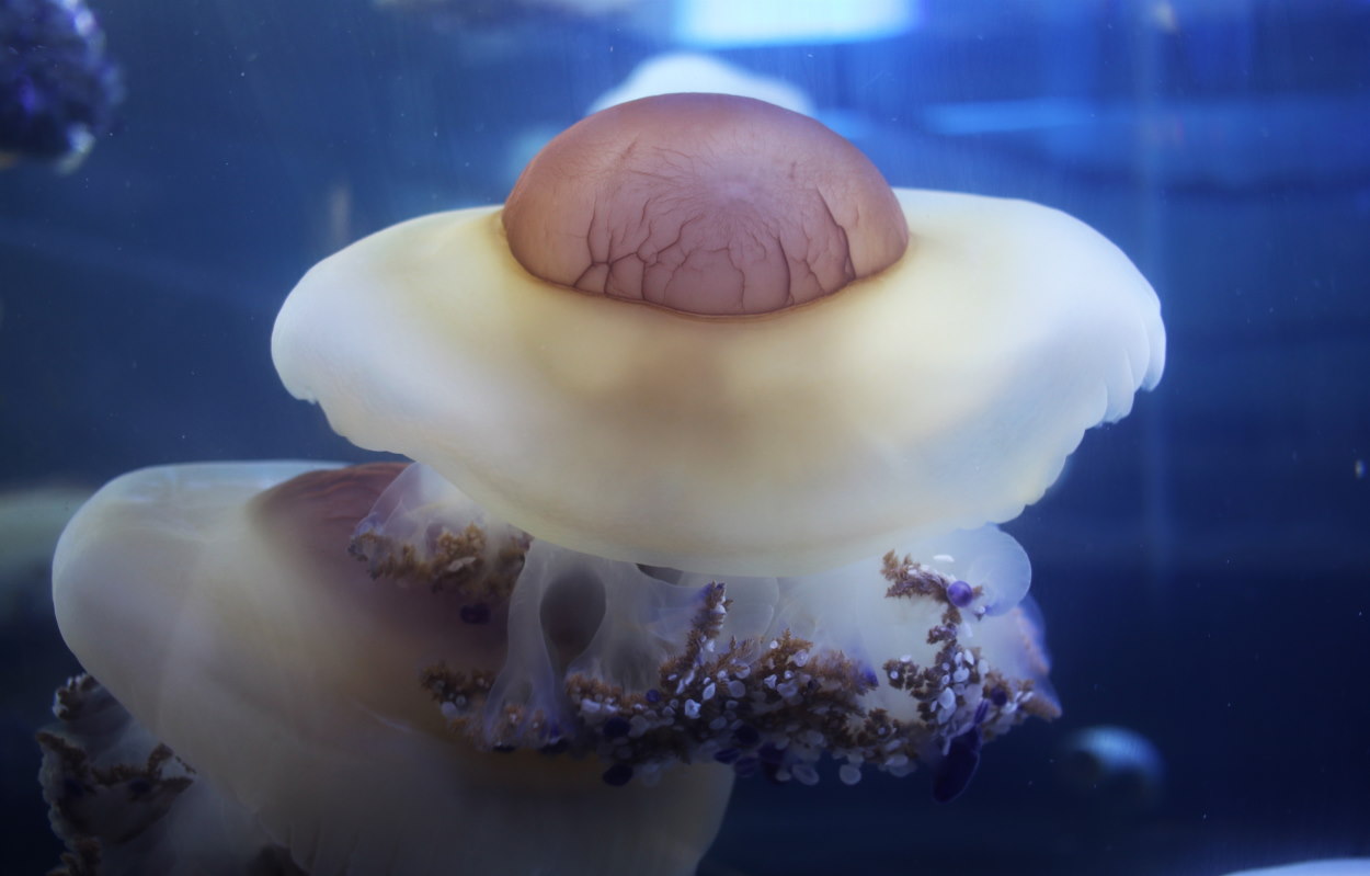 Una imagen de una medusa huevo frito, en el Oceanografic de Valencia. EP